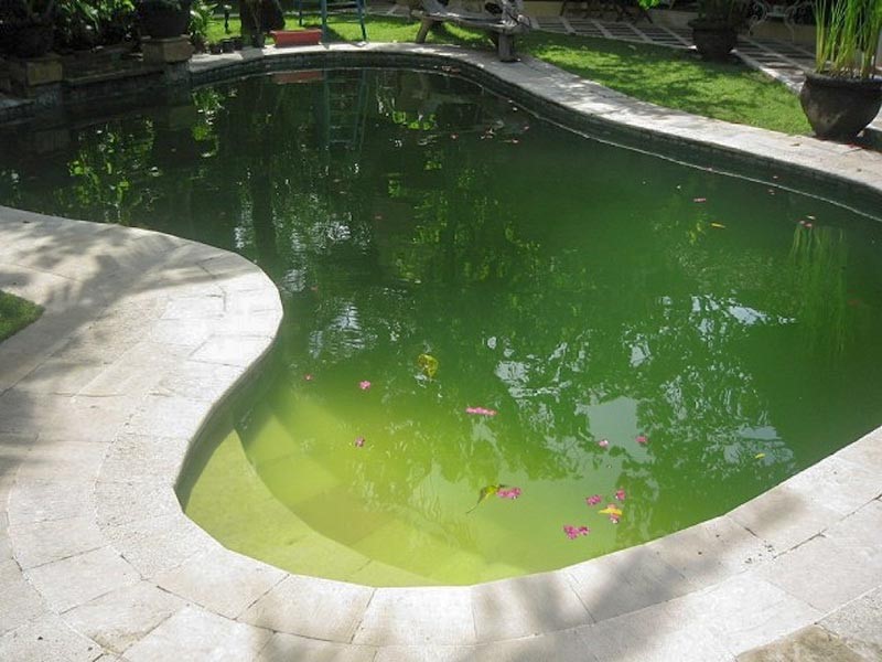 Nước hồ bơi chuyển xanh do nhiễm rêu, tảo